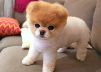 Por un corazón roto muere el perrito más bonito del mundo