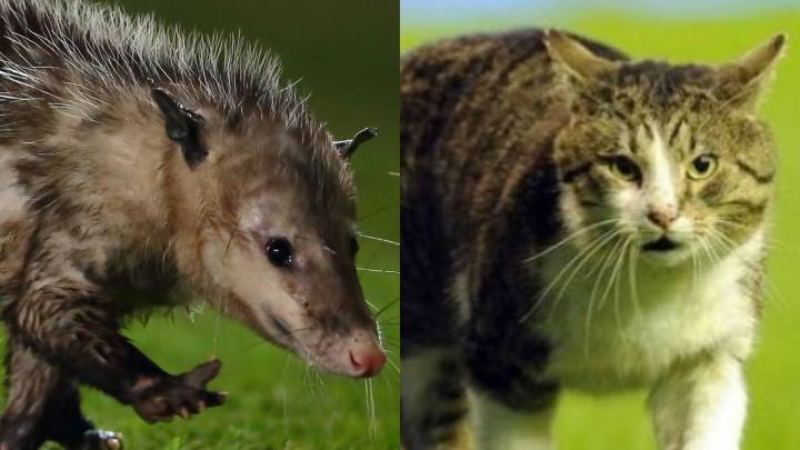 10 animales que se han colado al terreno de juego
