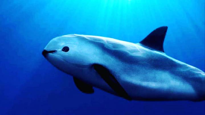 Vaquita marina nadando en el Océano