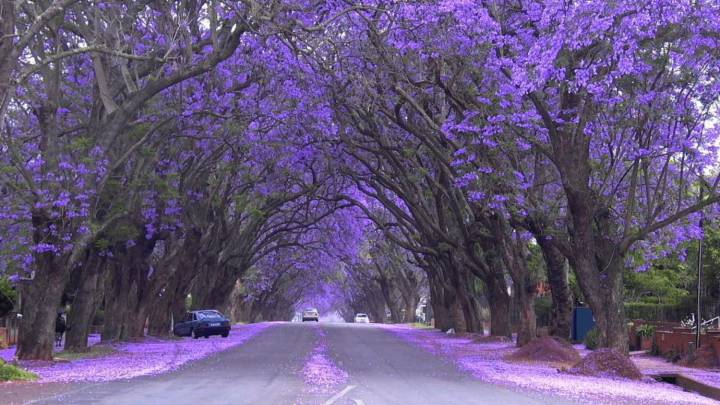 Jacarandas floreciendo
