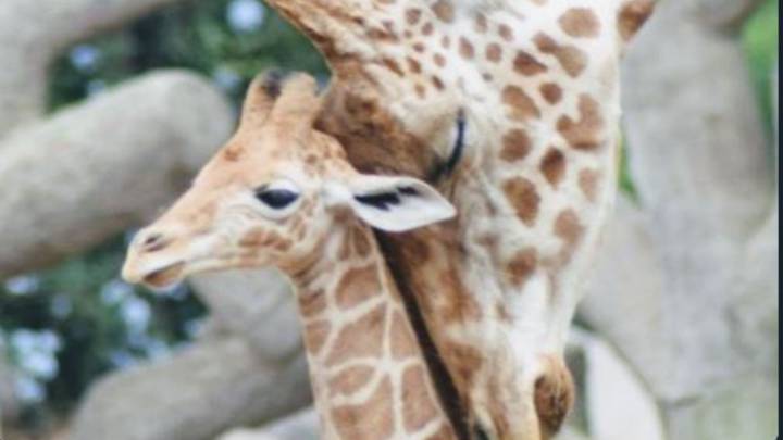 Jirafa bebé de Chapultepec y su mamá