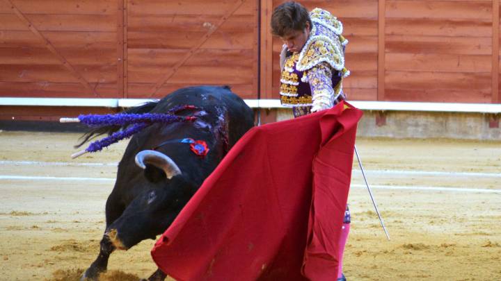 Prohibición de corridas de toros pasaría por consulta ciudadana