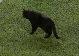 Un gato invadió el campo en el duelo entre Giants y Cowboys