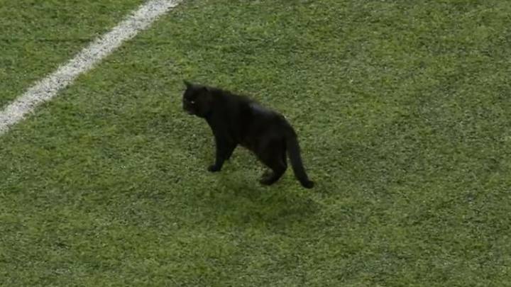 Un gato invadió el campo en el duelo entre Giants y Cowboys