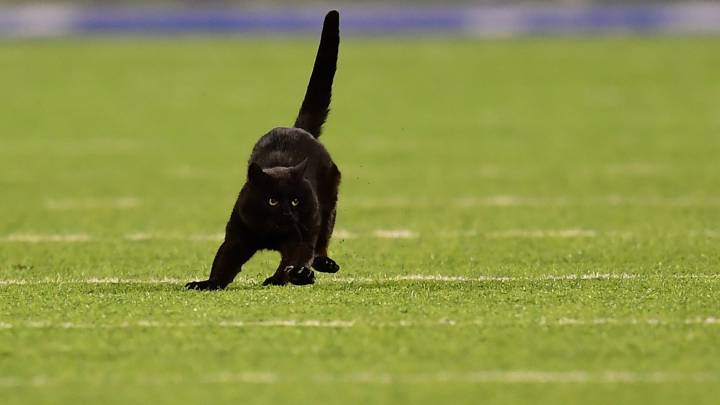 Los animales que han invadido el terreno de juego