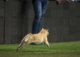 ¡Nos pareció ver un lindo gatito! La afición emocionó con el minino