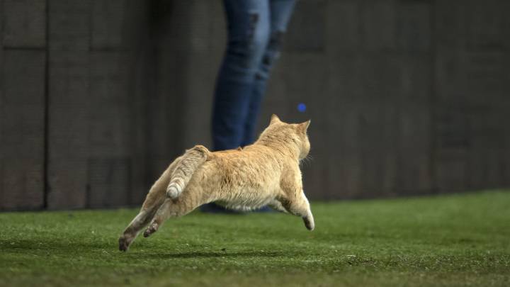 Gato invade cancha durante el México vs Bermudas