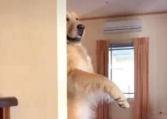 ¡Esto es lo mejor que vas a ver en el día! El nuevo challenge de mascotas en Tik Tok