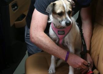 Por qué los perros deben ir asegurados al viajar en un automóvil