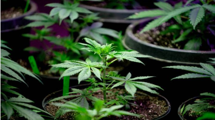 Cómo y cuándo será permitido consumir cannabis de manera legal en México