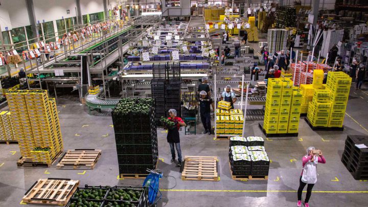 Aguacate Estados Unidos México
