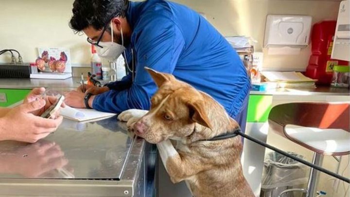 'Amor con Garras', una esperanza para perros y gatos en la CDMX