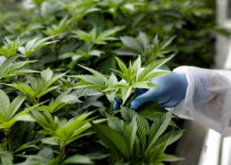 Diputados legalizan el uso lúdico de la marihuana