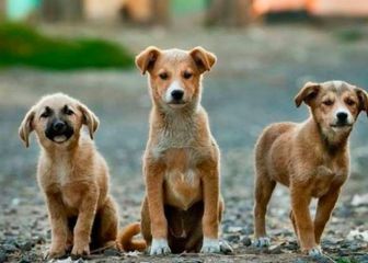 Día Internacional del Perro Callejero; top de asociaciones civiles