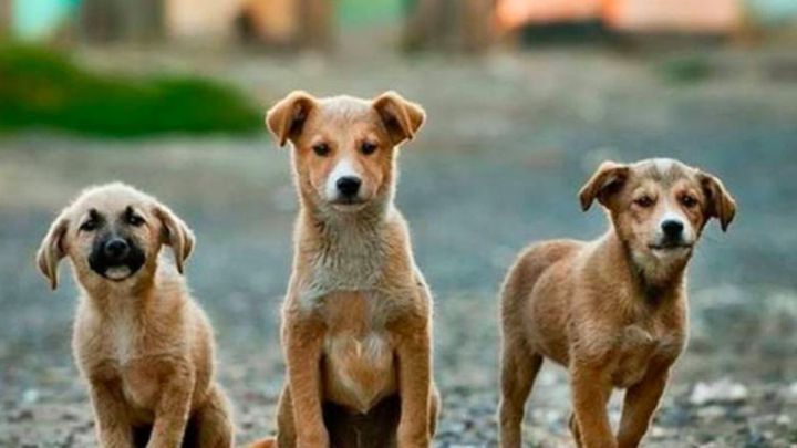 Día Internacional del Perro Callejero; top de asociaciones civiles