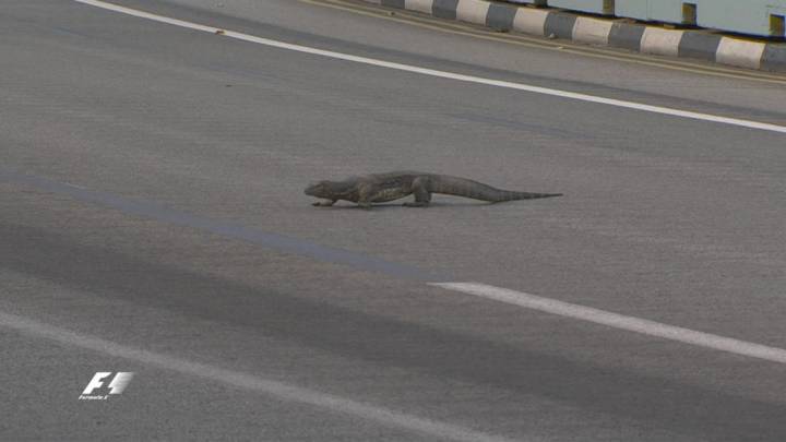 Un lagarto gigante se cruza a Verstappen en la F1 de Singapur