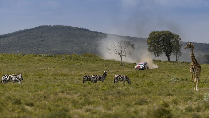 Los animales entran en juego en la lotería del Safari