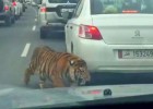Típico, un tigre en la autopista