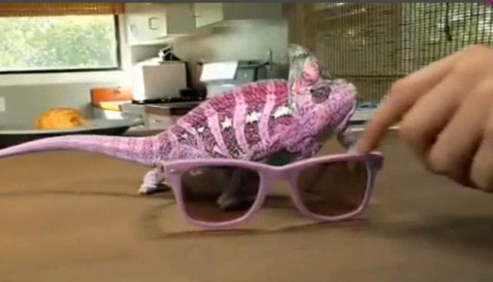 El 'camaleón fashion' que cambia de color según las gafas de sol