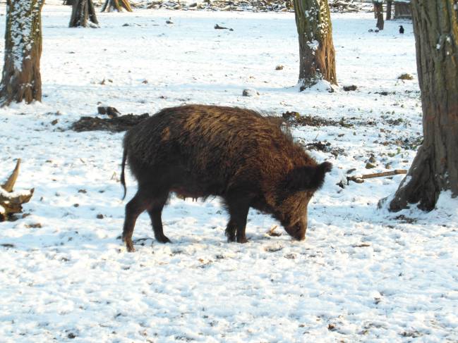 Jabalí en la nieve