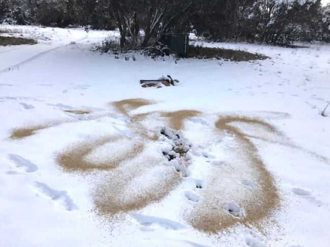 trigo en la nieve