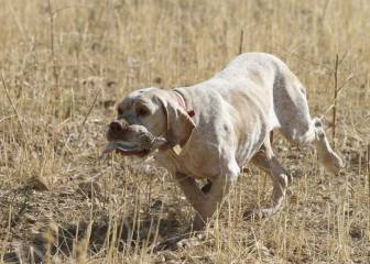 Primeros pasos del adiestramiento del perro de caza