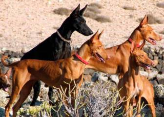 El podenco andaluz, el perro de caza más reconocido en España