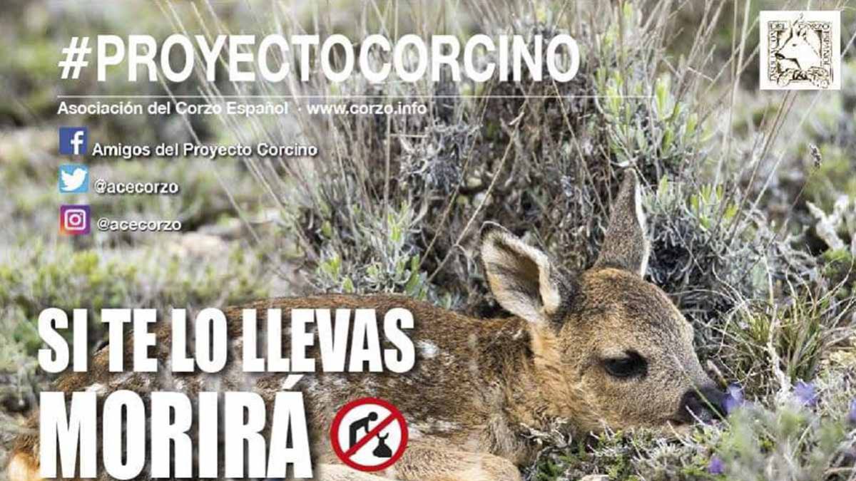 Proyecto Corcino