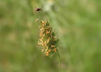¿Garrapatas? No gracias…