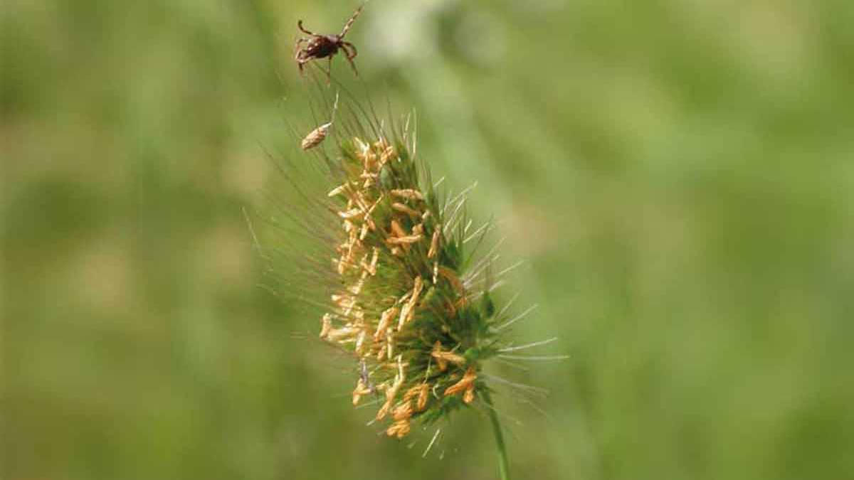 ¿Garrapatas? No gracias…