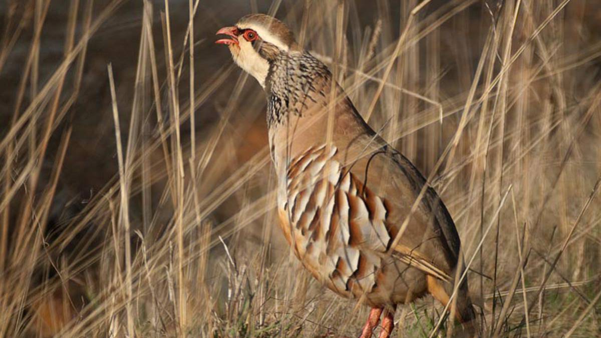 “Amo la naturaleza porque soy un cazador”