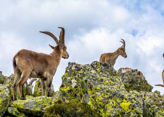 Guadarrama y sus cabras ¿Y ahora qué?