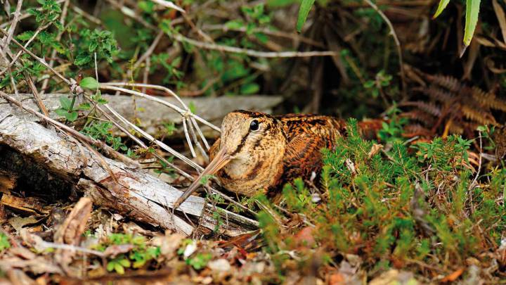 Tras la Dama del Bosque - Scolopax rusticola