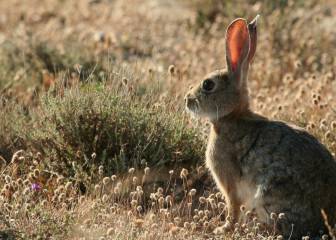 Los cazadores aragoneses, esenciales en la lucha contra la plaga de conejos