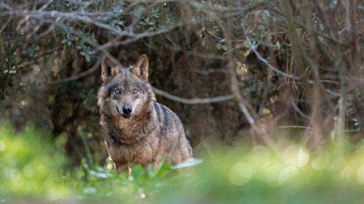 El lobo: eterno conflicto