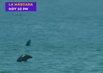 Delfines conquistan las playas de Perú: ¡Gracias cuarentena!