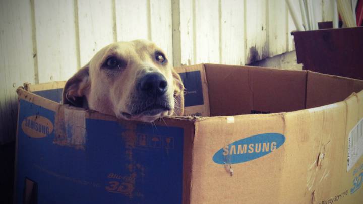accesorios mascotas