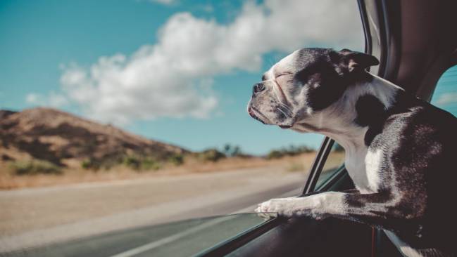 viajar mascotas