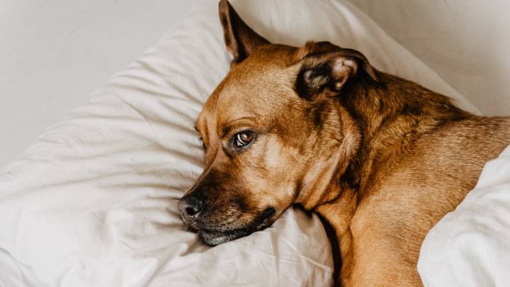 día mundial de los animales