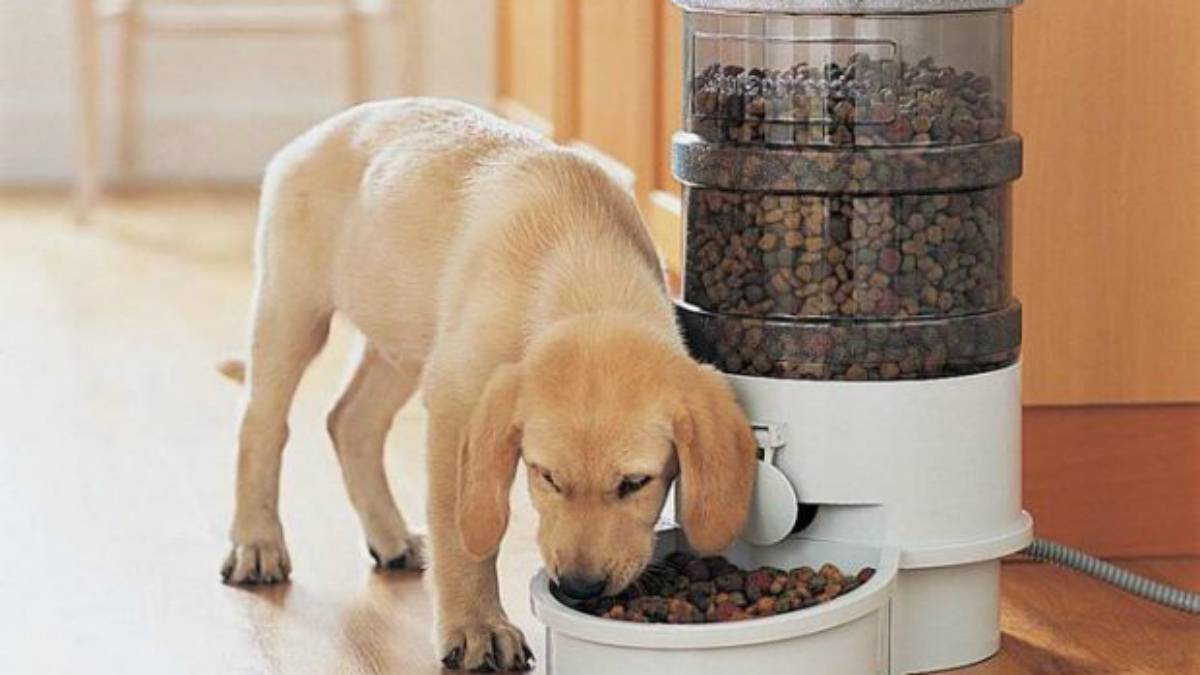 Dispositivos para alimentar a tu perro o gato cuando no estás