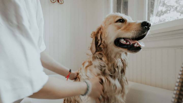 antiparasitarios para perros y gatos