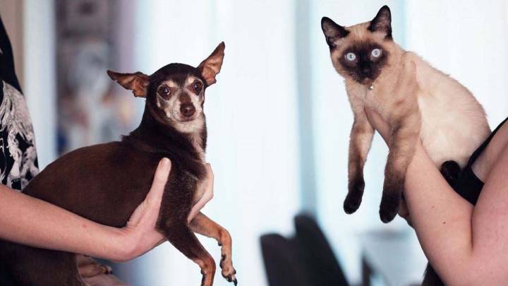 Un perro y un gato