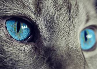 10 Juegos para entretener a mi gato