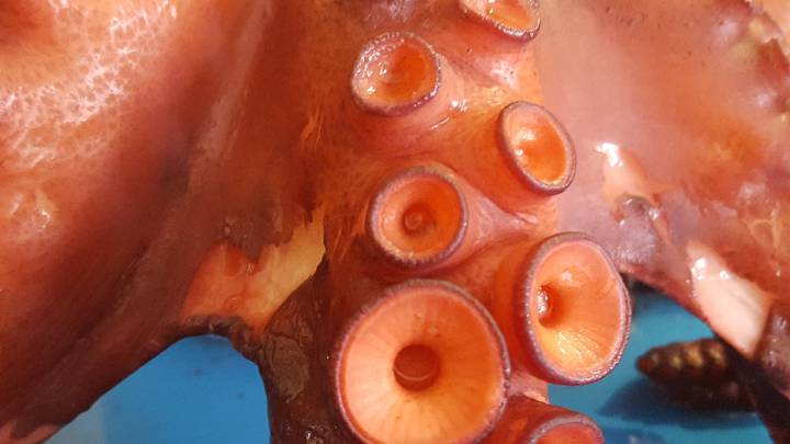 Los mejores restaurantes en donde comer pulpo en O Carballiño (Galicia) y alrededores