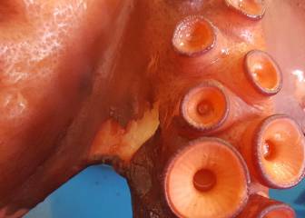 Los mejores restaurantes en donde comer pulpo en O Carballiño (Galicia) y alrededores