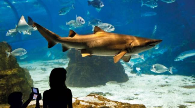 L´Aquarium de Barcelona es uno de los puntos fuertes de su agenda cultural