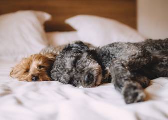 Qué cama le compro a mi perro