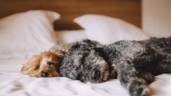 Camas para perros