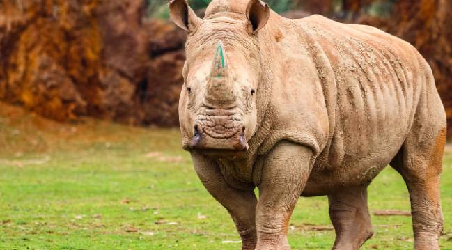 Cabárceno sorprende. Mucho más que un zoo o un parque natural.