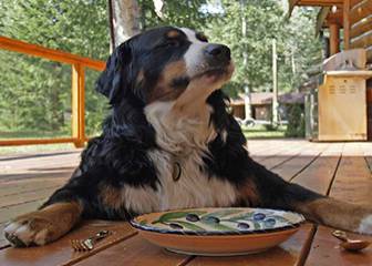 Restaurantes que admiten perros en Madrid ¡No dejes a tu mascota en casa!